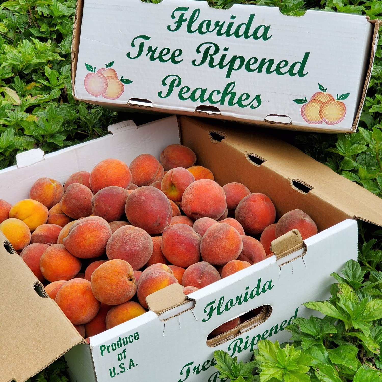Boxes of Florida tree-ripened peaches filled with fresh, juicy fruit, surrounded by green foliage, showcasing the vibrant colors and quality of locally grown produce.
