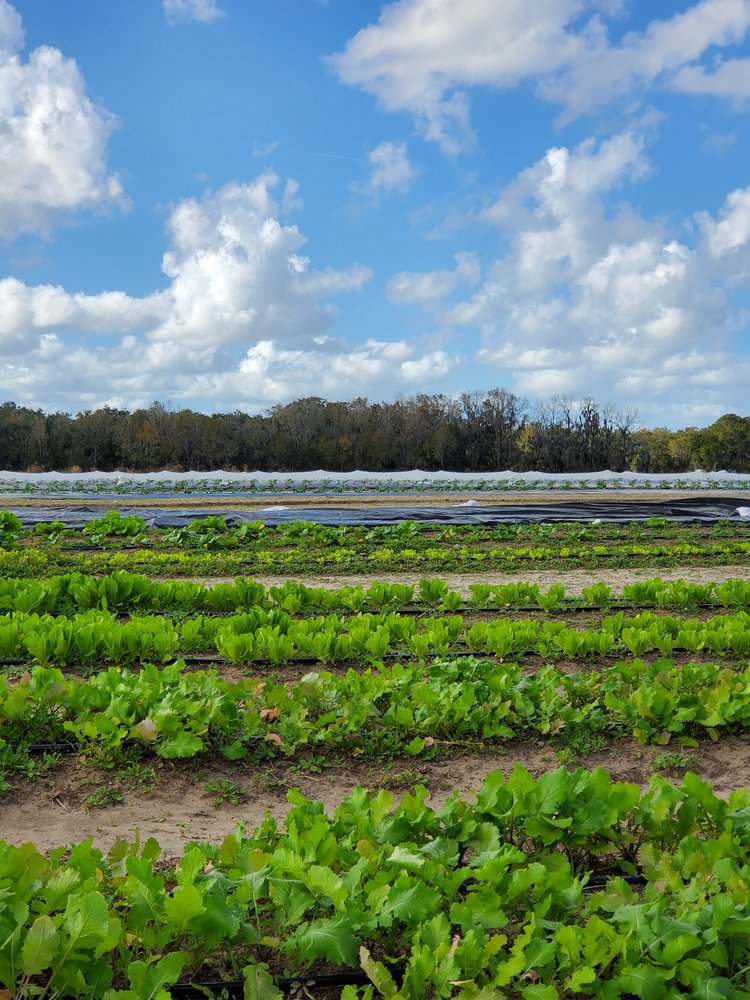 Lush green rows of lettuce and leafy vegetables growing in a farm field under a bright blue sky with scattered clouds, showcasing healthy agricultural practices and vibrant crop growth.
