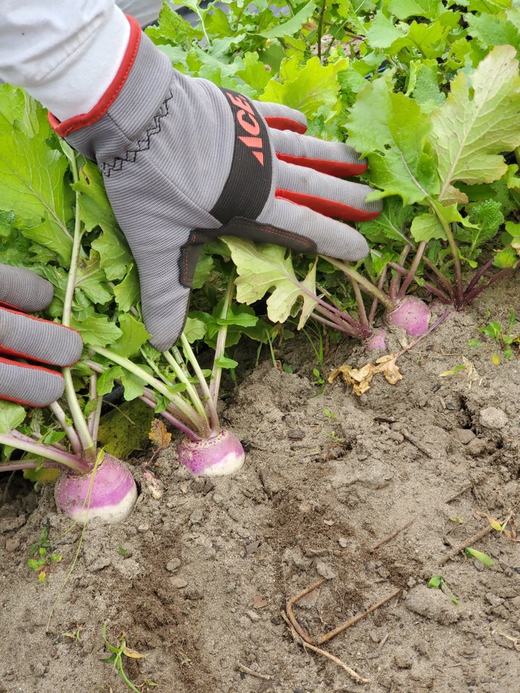 20210112_124133 Gardener wearing gloves harvesting fresh purple radishes from the soil, surrounded by green leafy tops and dirt, showcasing sustainable gardening practices.