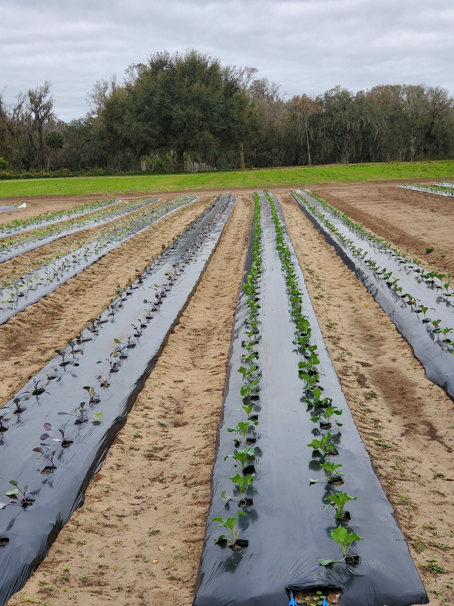 20210112_124230 Rows of young vegetable plants growing in a field covered with black plastic mulch, surrounded by greenery and trees under a cloudy sky.