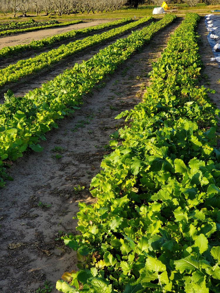Rows of vibrant green leafy vegetables growing in a well-maintained farm field, with clear soil paths in between, showcasing healthy agricultural practices and crop cultivation.
