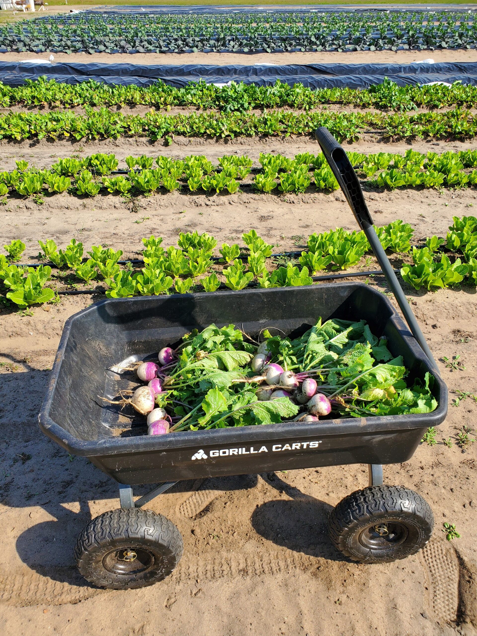 A black Gorilla Cart filled with freshly harvested radishes sits in the foreground, surrounded by rows of vibrant green lettuce and other crops in a sunny farm field.