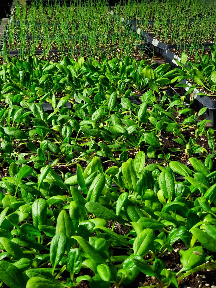 Lush green spinach seedlings and young onion plants growing in trays, showcasing healthy organic gardening practices and the early stages of plant cultivation.