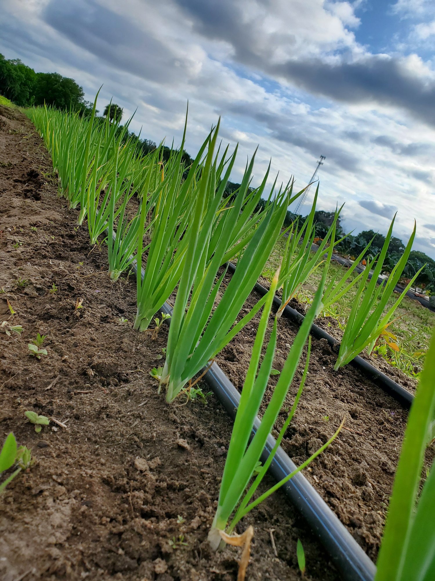 Row of green onions growing in well-tended soil with irrigation tubing, under a partly cloudy sky.