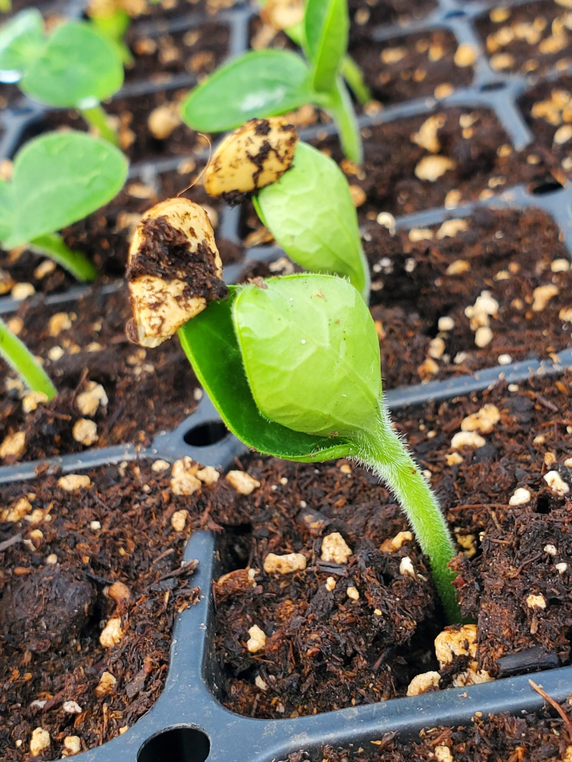 Close-up of young seedling emerging from soil with seed shell partially attached, showcasing healthy green leaves and rich, dark potting mix in seed trays. Ideal for gardening enthusiasts and plant care guides.
