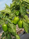 Fresh green bell peppers growing on a plant in a sunny garden, showcasing healthy foliage and vibrant produce.