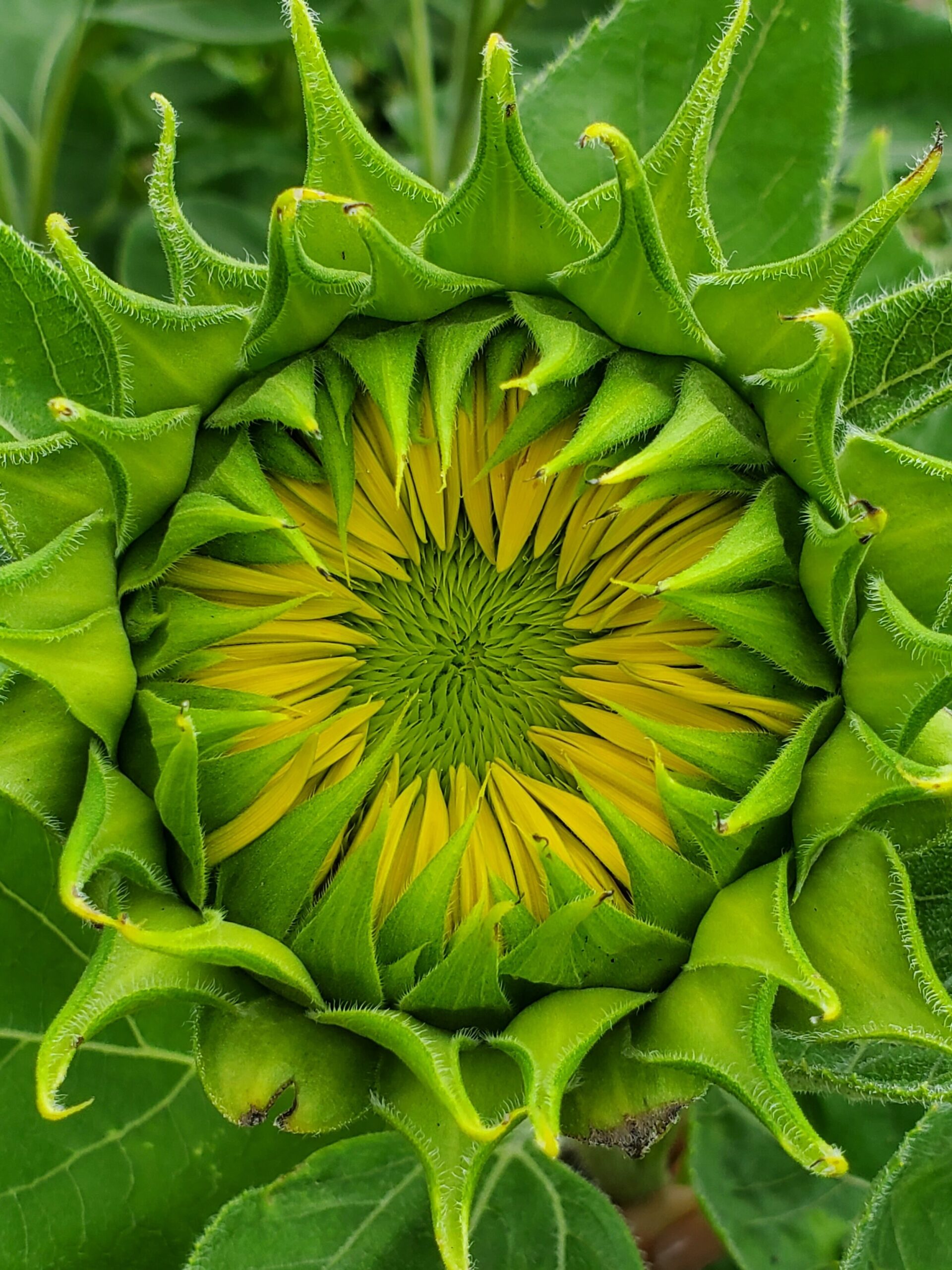 Close-up of a sunflower bud with vibrant green leaves, showcasing the intricate pattern of developing yellow petals and seed structure. Ideal for discussions on plant growth and gardening.