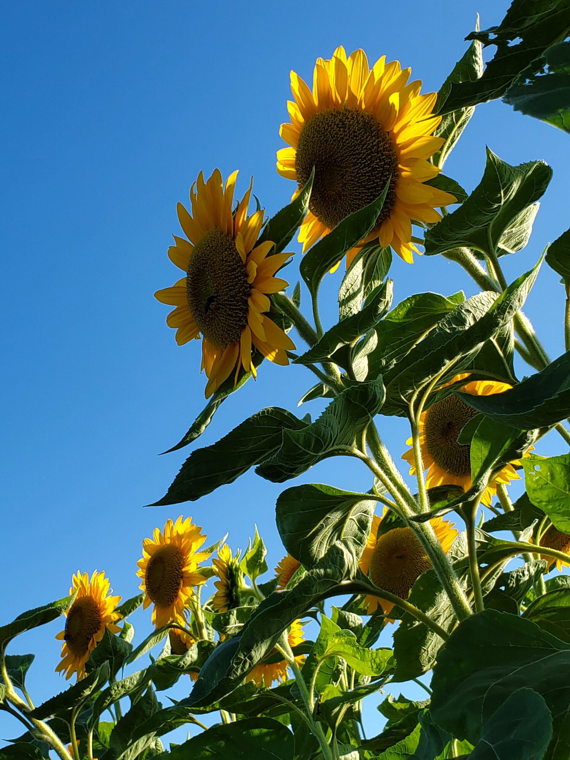 Field of vibrant sunflowers under a clear blue sky, showcasing their large yellow blooms and green leaves. Ideal for nature photography and floral themes.