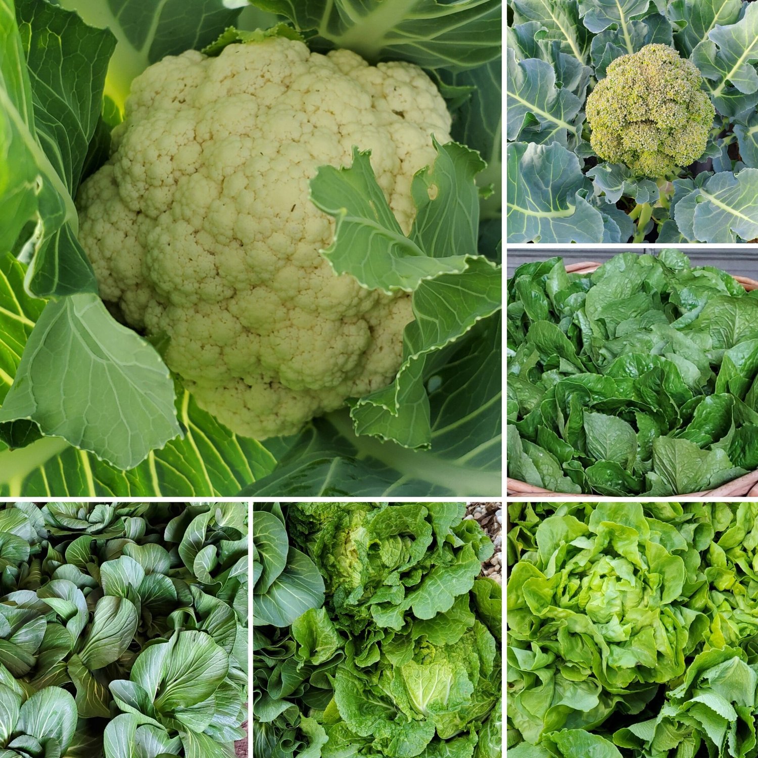 Fresh vegetables including a head of cauliflower surrounded by green leaves, broccoli, and various types of leafy greens such as lettuce and bok choy. This image showcases the vibrant colors and textures of healthy, organic produce. Perfect for gardening enthusiasts and healthy eating advocates.