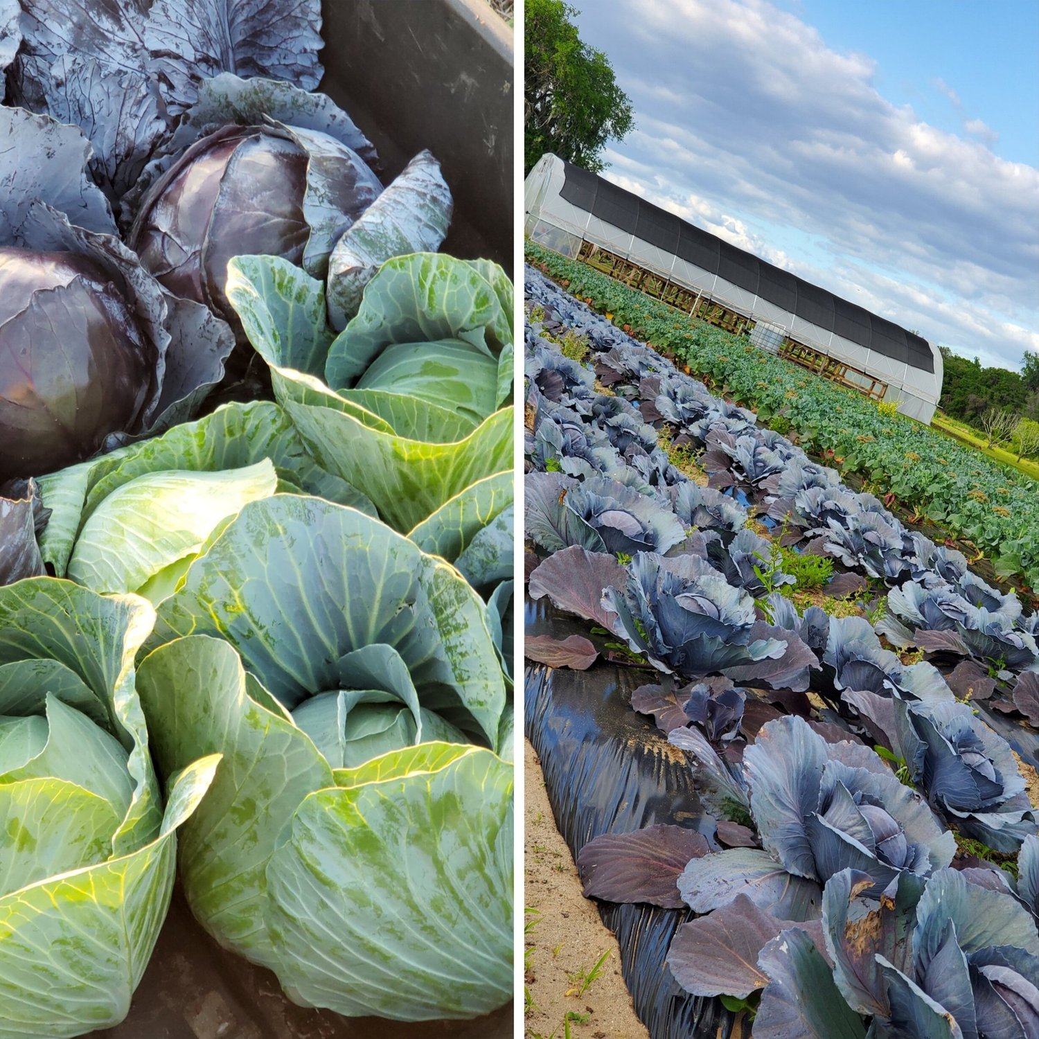 Freshly harvested green and red cabbages are displayed in a bin on the left, while a vibrant field of cabbages and other crops is shown on the right, with a greenhouse in the background under a partly cloudy sky.