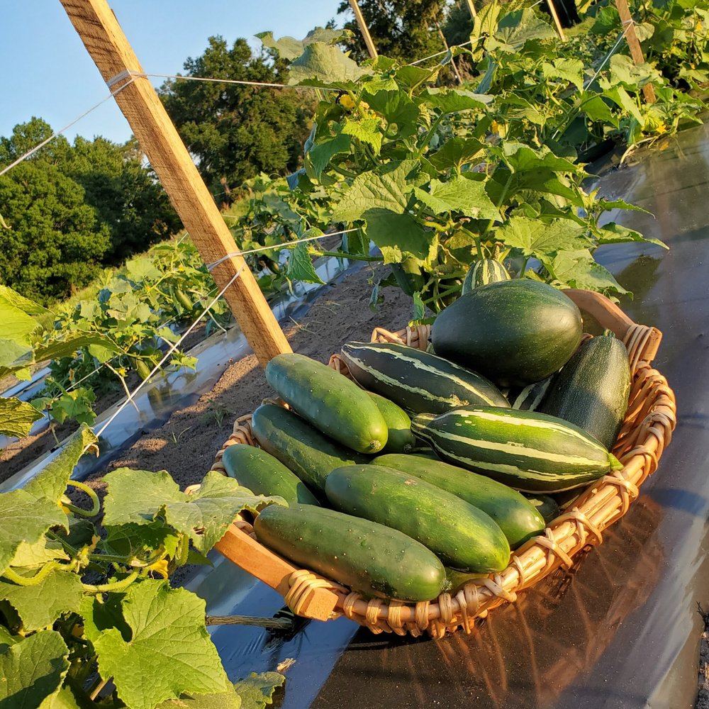 Basket of freshly harvested cucumbers in a vegetable garden, surrounded by lush green plants and trellises, showcasing a bountiful summer harvest.