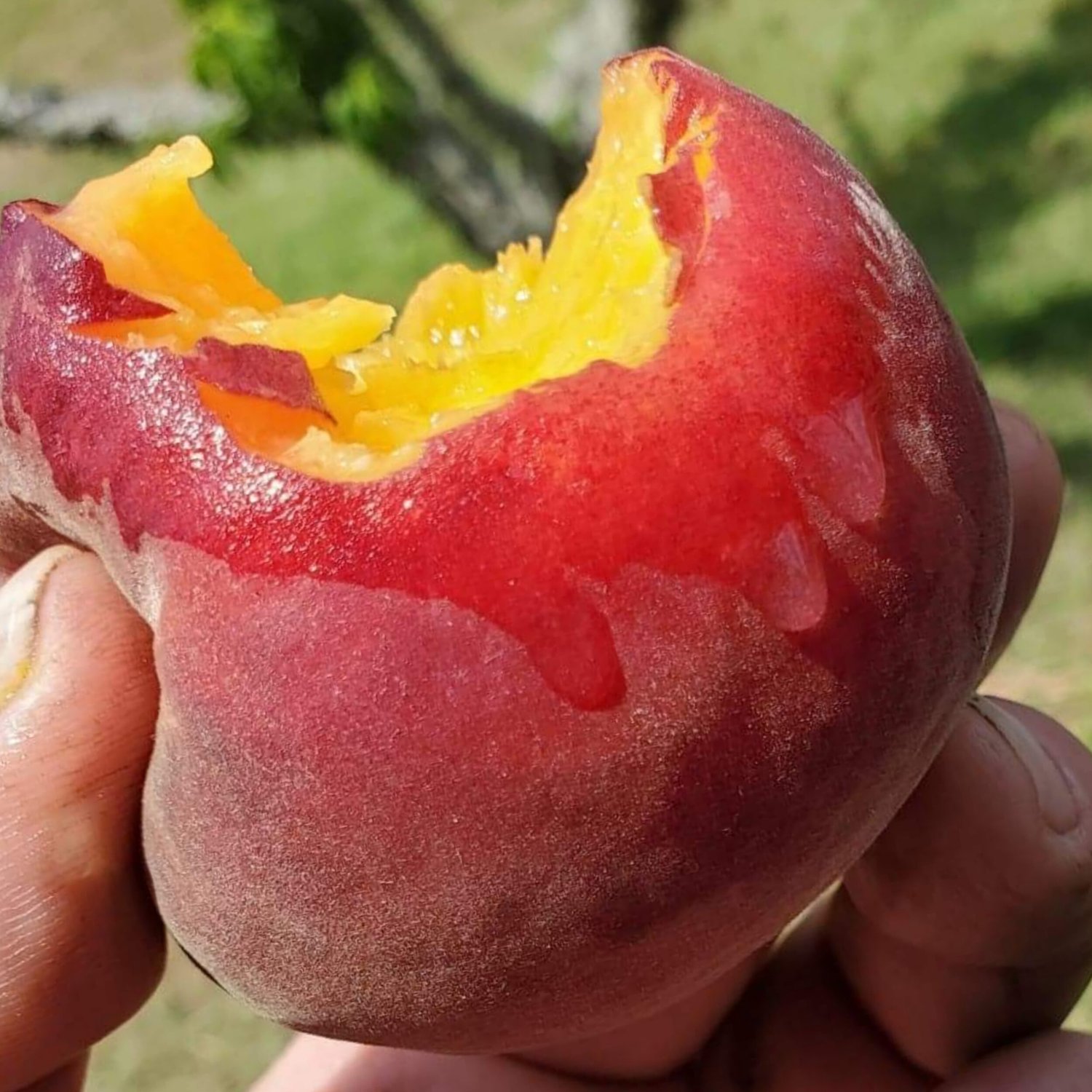 Close-up of a hand holding a juicy, partially eaten peach with vibrant red skin and bright yellow flesh, showcasing its ripe texture and freshness.