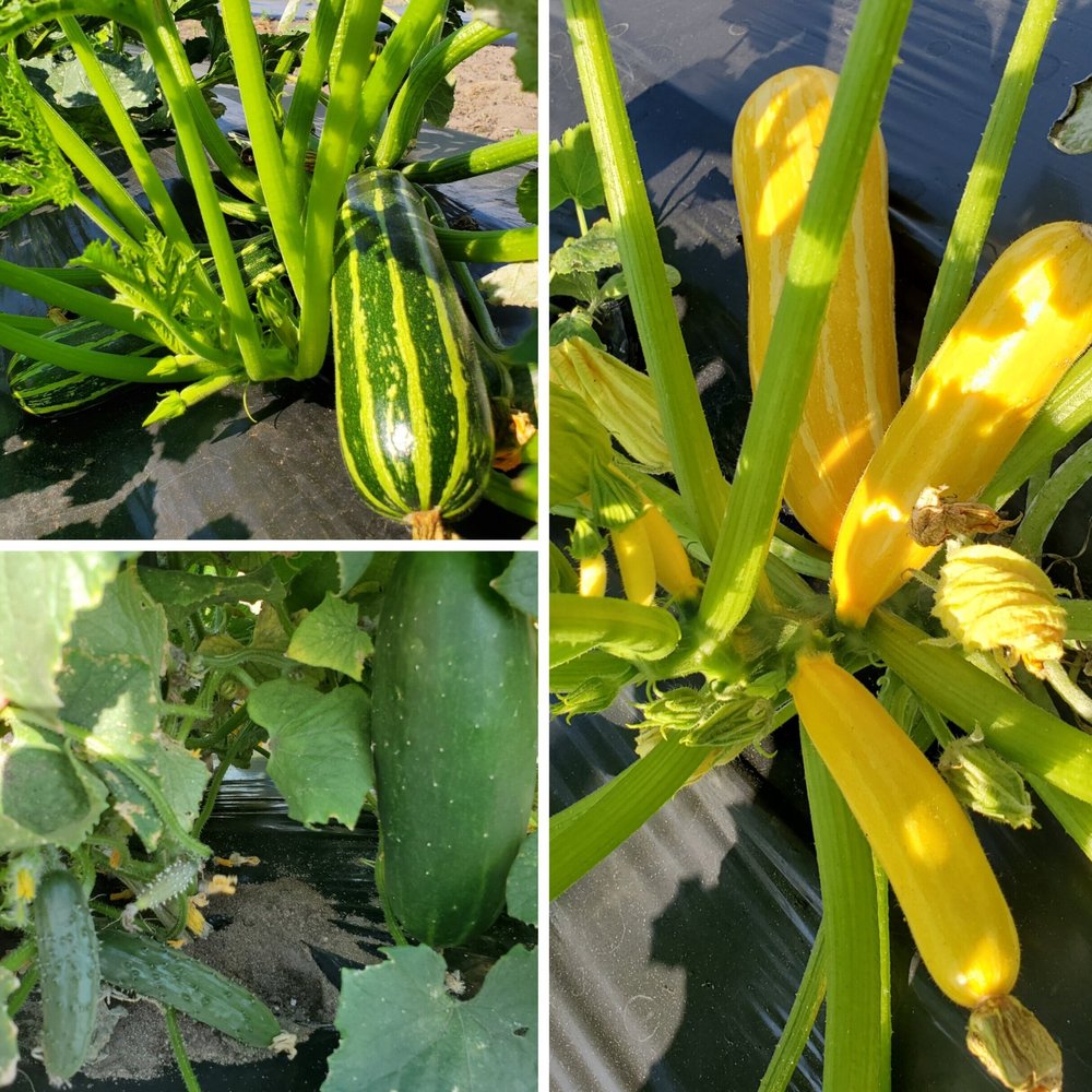 Fresh zucchini and yellow squash growing in a garden, showcasing vibrant colors and healthy foliage. The image features a variety of squash, including striped green zucchini and bright yellow squash, thriving on black plastic mulch. Ideal for home gardening and vegetable cultivation enthusiasts.