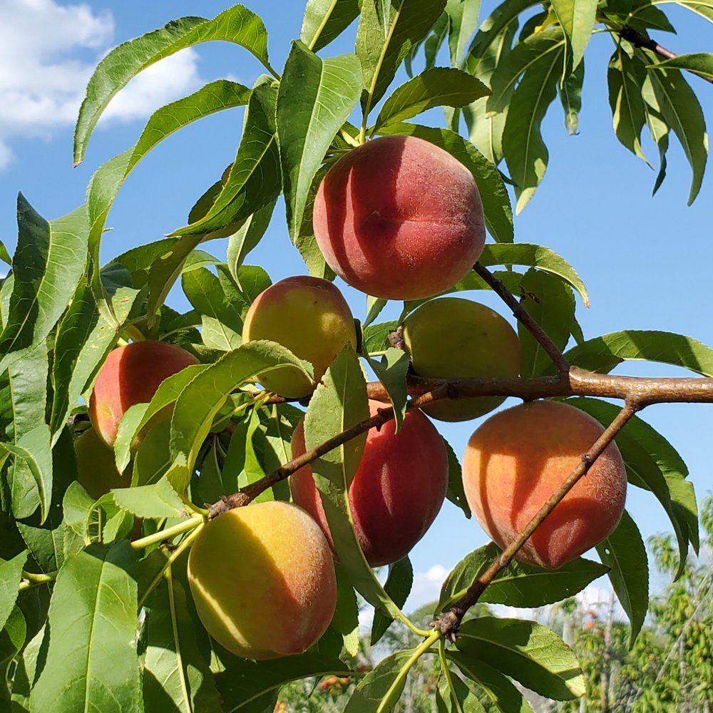 Ripe peaches hanging from a tree branch, surrounded by vibrant green leaves against a clear blue sky. The fruits display a mix of red and yellow hues, indicating their freshness and readiness for harvest.