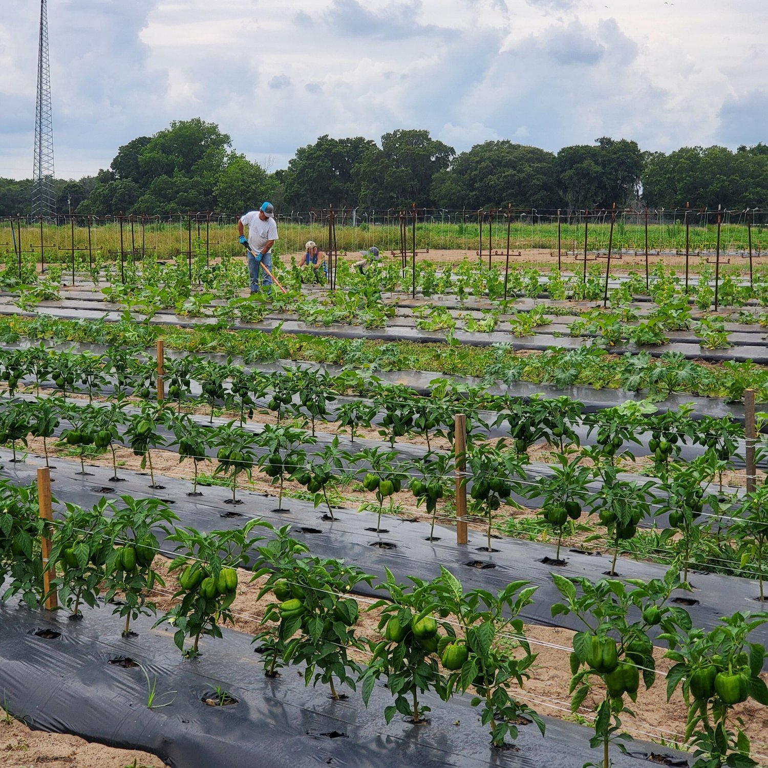 Farmers tending to a lush green pepper field, with rows of pepper plants growing on black plastic mulch, under a cloudy sky. The image showcases sustainable agriculture practices and the hard work involved in vegetable farming.
