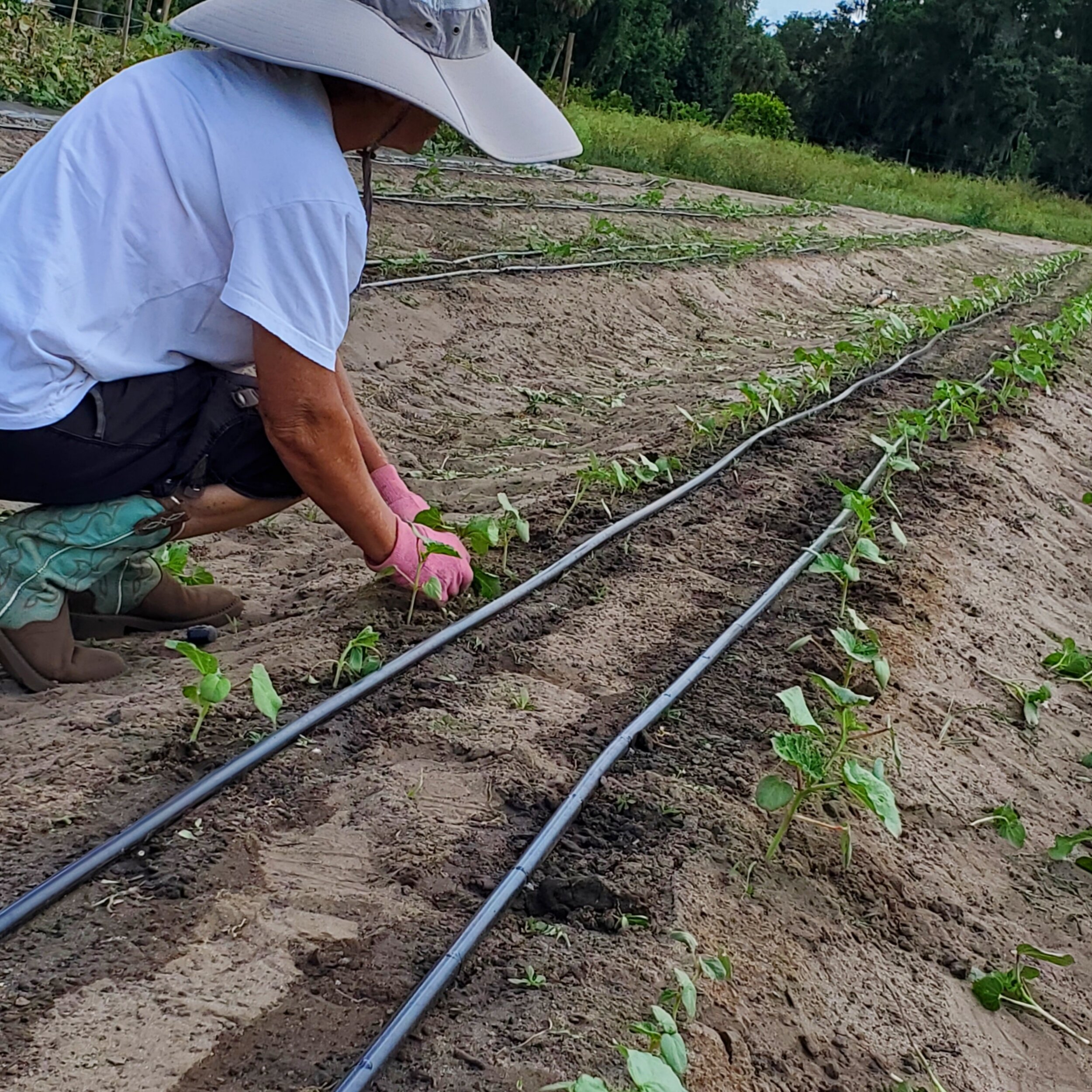 Person kneeling in a garden planting seedlings while using gloves and a wide-brimmed hat for sun protection, with irrigation lines visible in the sandy soil.