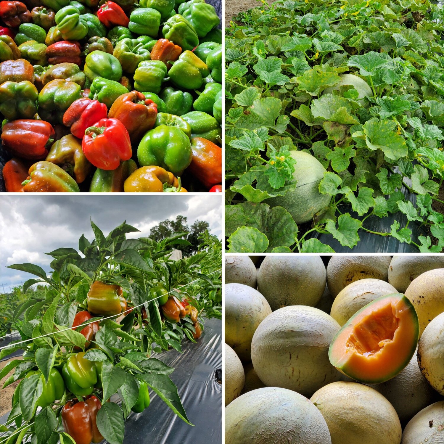 Vibrant assortment of bell peppers in various colors, lush green melon plants with developing fruit, and ripe melons with one cut open, showcasing fresh produce from a farm.