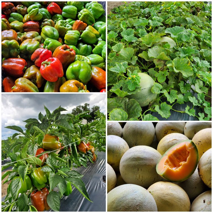 Colorful assortment of fresh bell peppers in various shades, vibrant green and red peppers growing on plants, lush melon vines with developing melons, and ripe cantaloupes showcasing their orange flesh, highlighting a bountiful harvest.