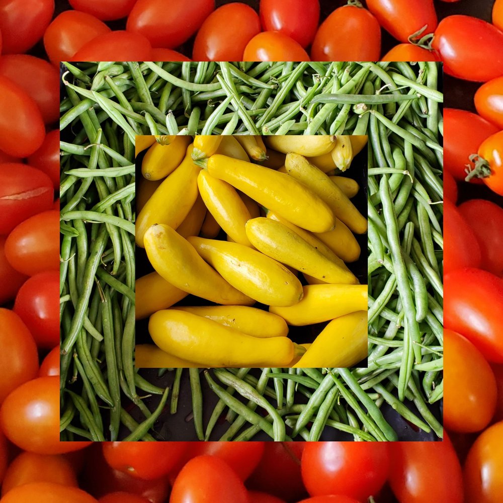 Fresh yellow squash surrounded by green beans and red tomatoes, showcasing a vibrant assortment of vegetables perfect for healthy meals and recipes.