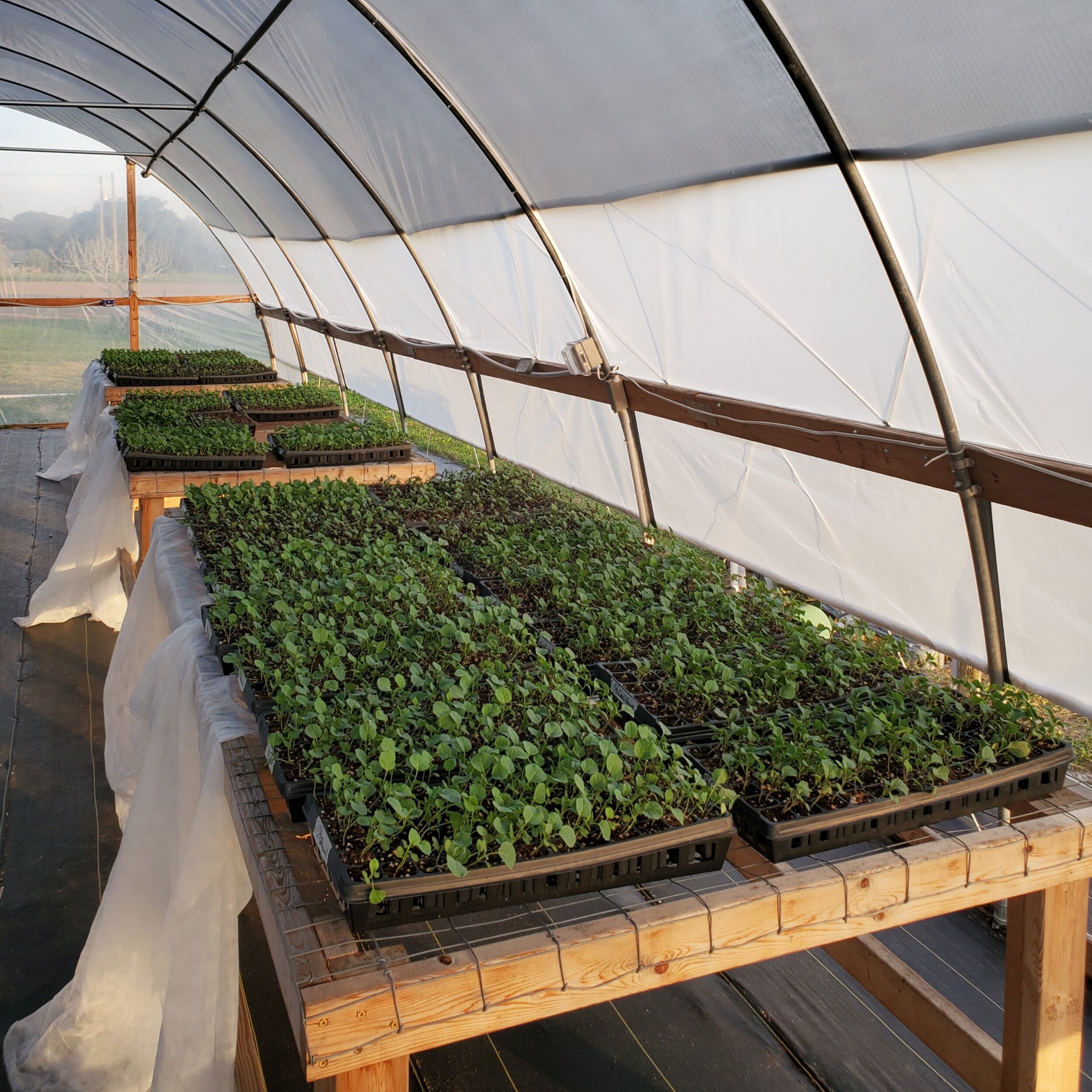 Greenhouse interior showcasing rows of seedling trays filled with vibrant young plants, highlighting a well-organized and thriving indoor gardening environment. Natural light filters through the structure, promoting healthy growth.