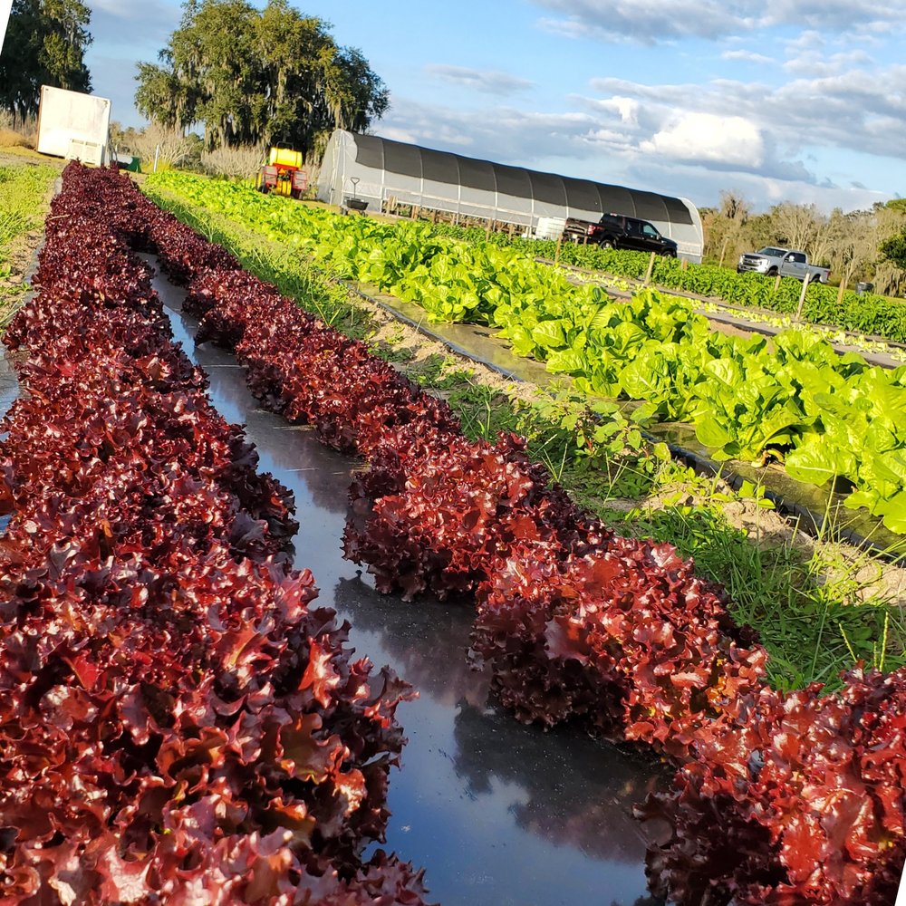 Rows of vibrant red lettuce growing on a farm, with green lettuce in the background and a greenhouse in the distance under a blue sky.