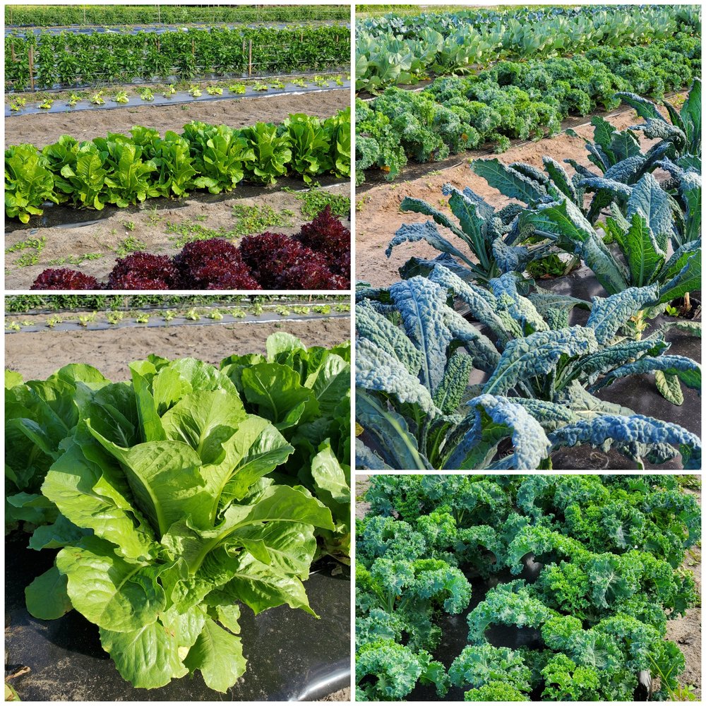 Lush green vegetable garden featuring rows of various leafy greens, including romaine lettuce, red leaf lettuce, kale, and broccoli. The image showcases healthy crops growing in well-maintained soil, highlighting the vibrant colors and textures of the plants. Ideal for promoting organic farming and fresh produce.