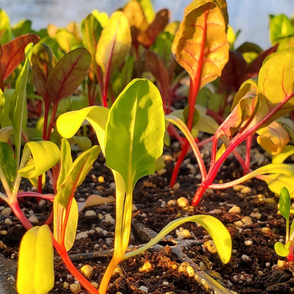 Vibrant young Swiss chard plants with green and red leaves growing in rich soil, illuminated by sunlight, showcasing healthy growth in a garden setting.