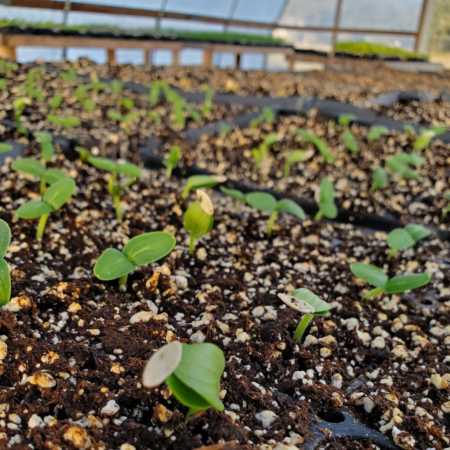 Young seedlings growing in a greenhouse, showcasing vibrant green leaves emerging from rich, dark soil with a mix of perlite. The image highlights the early stages of plant growth in a controlled environment, emphasizing agricultural practices and horticulture.