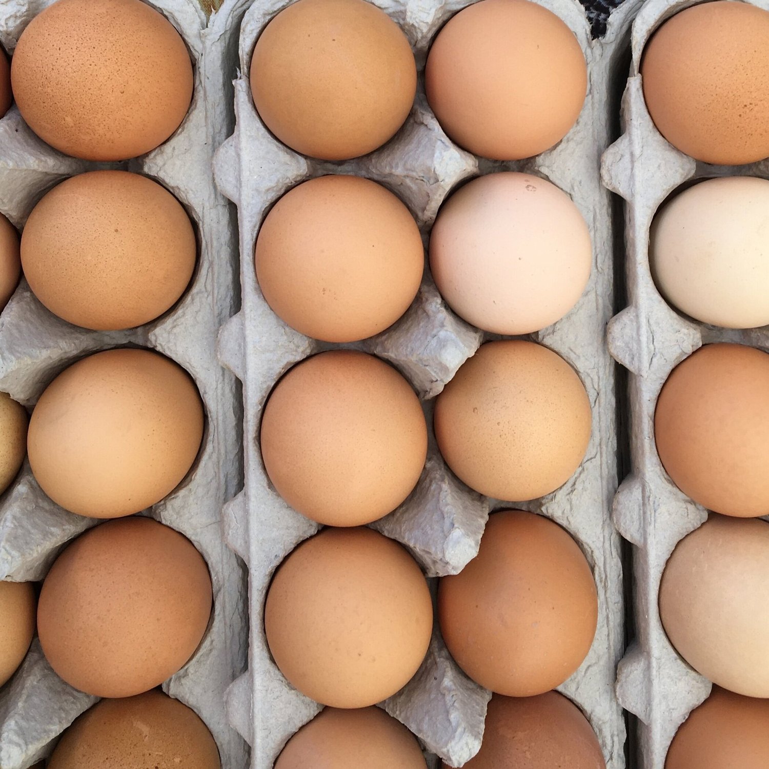 Close-up of various shades of brown and beige eggs arranged in egg cartons, showcasing their natural textures and colors. Ideal for illustrating farm-fresh produce or discussing egg varieties in culinary contexts.